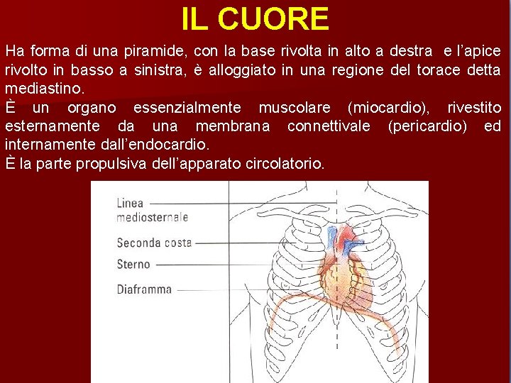 IL CUORE Ha forma di una piramide, con la base rivolta in alto a