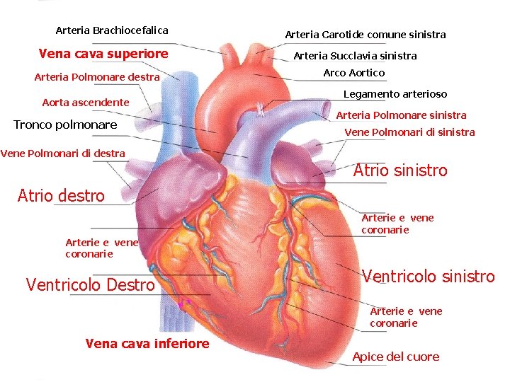Arteria Brachiocefalica Vena cava superiore Arteria Polmonare destra Aorta ascendente Tronco polmonare Arteria Carotide