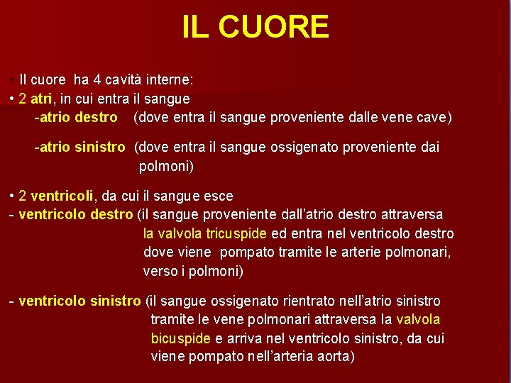 IL CUORE • Il cuore ha 4 cavità interne: • 2 atri, in cui