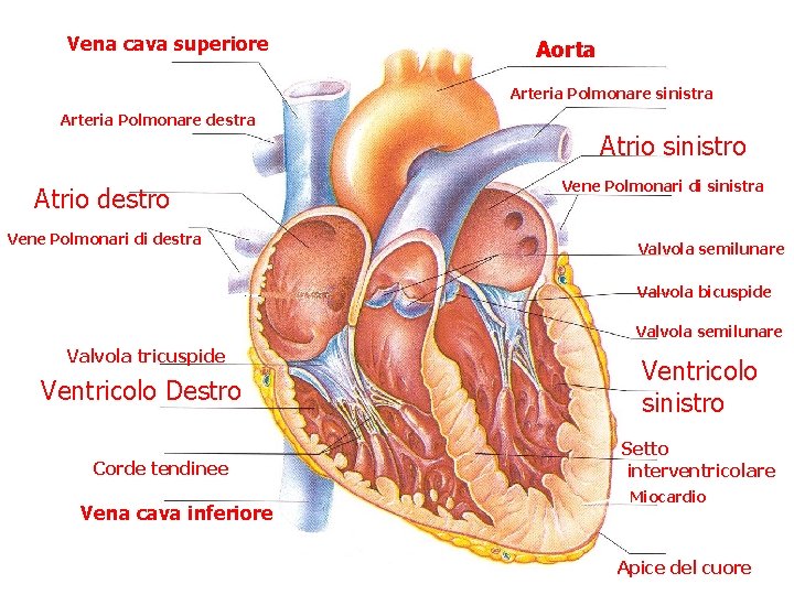 Vena cava superiore Aorta Arteria Polmonare sinistra Arteria Polmonare destra Atrio sinistro Atrio destro