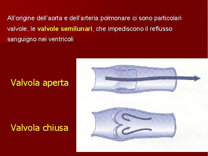 All’origine dell’aorta e dell’arteria polmonare ci sono particolari valvole, le valvole semilunari, che impediscono