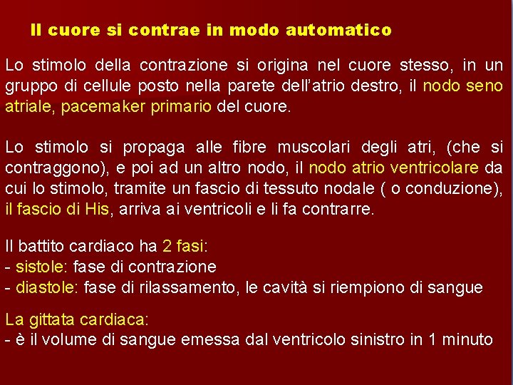 Il cuore si contrae in modo automatico Lo stimolo della contrazione si origina nel
