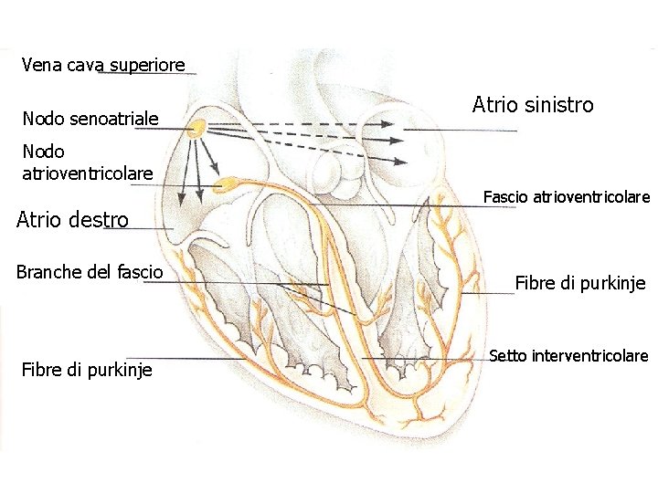 Vena cava superiore Nodo senoatriale Atrio sinistro Nodo atrioventricolare Atrio destro Branche del fascio