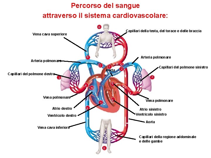 Percorso del sangue attraverso il sistema cardiovascolare: 8 Capillari della testa, del torace e