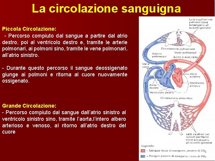La circolazione sanguigna Piccola Circolazione: - Percorso compiuto dal sangue a partire dal atrio