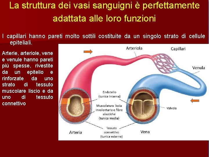 La struttura dei vasi sanguigni è perfettamente adattata alle loro funzioni I capillari hanno