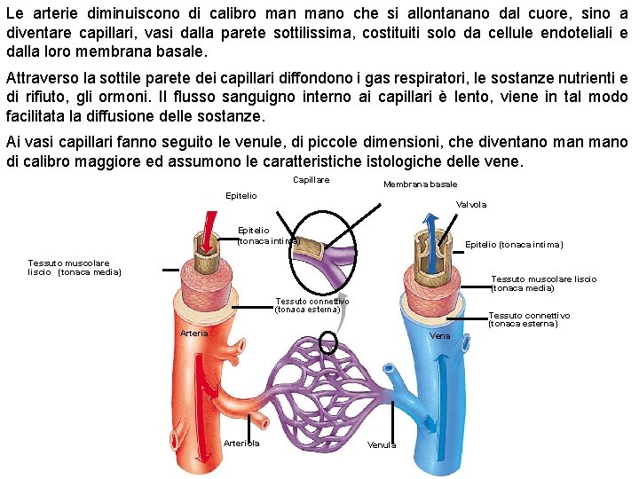 Le arterie diminuiscono di calibro mano che si allontanano dal cuore, sino a diventare
