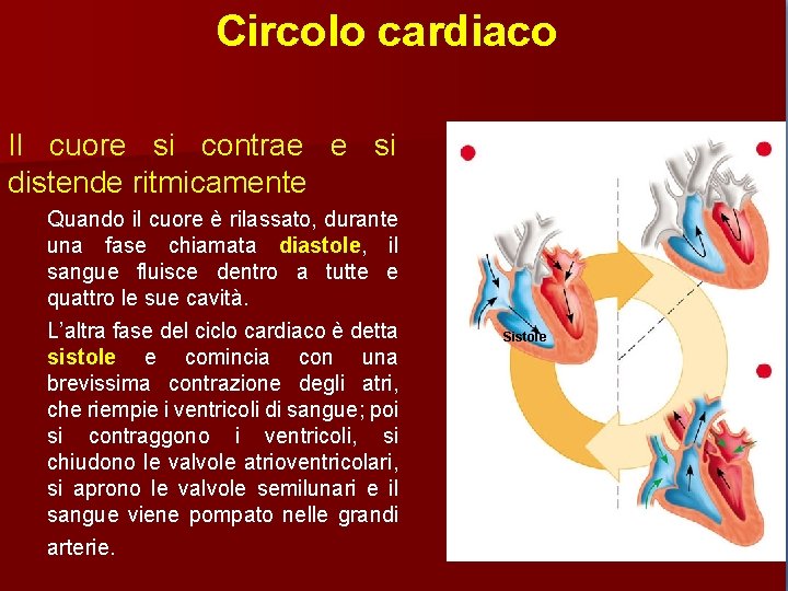 Circolo cardiaco Il cuore si contrae e si distende ritmicamente Quando il cuore è