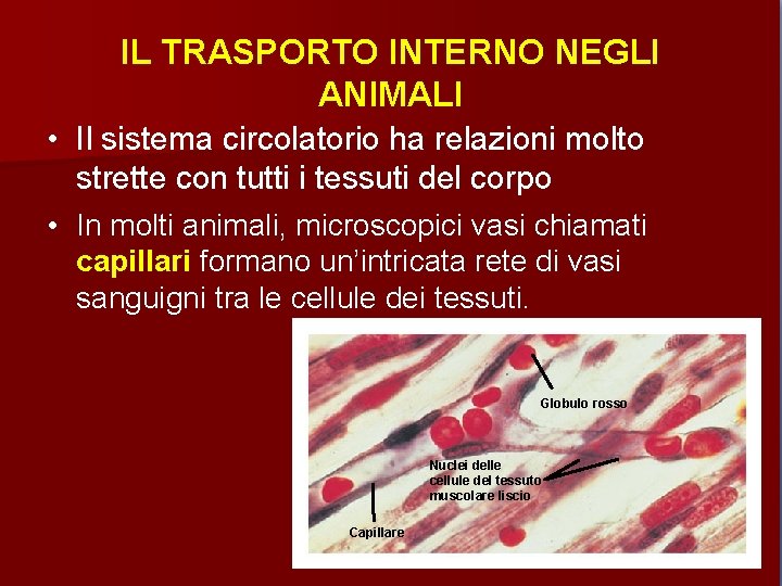 IL TRASPORTO INTERNO NEGLI ANIMALI • Il sistema circolatorio ha relazioni molto strette con