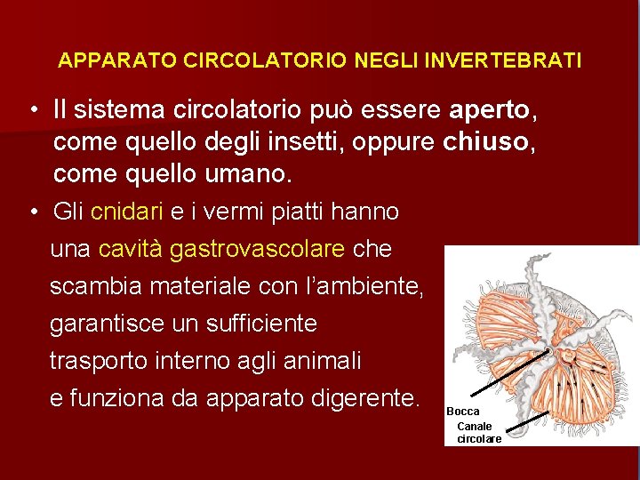 APPARATO CIRCOLATORIO NEGLI INVERTEBRATI • Il sistema circolatorio può essere aperto, come quello degli