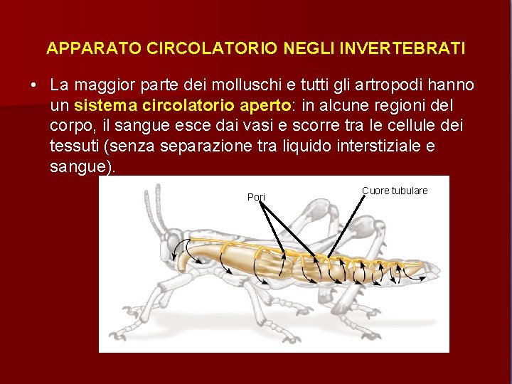 APPARATO CIRCOLATORIO NEGLI INVERTEBRATI • La maggior parte dei molluschi e tutti gli artropodi