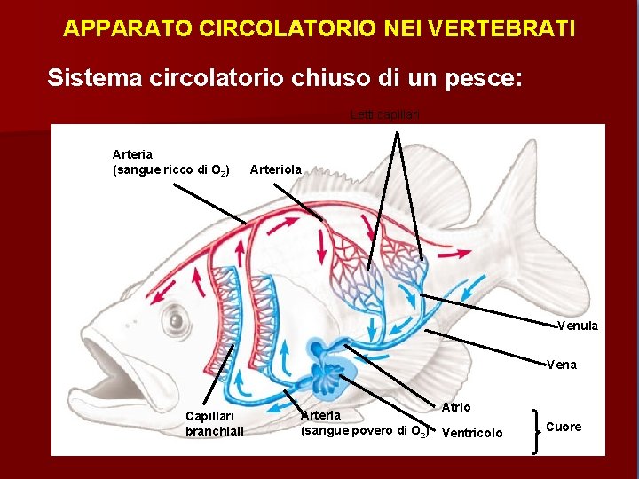 APPARATO CIRCOLATORIO NEI VERTEBRATI Sistema circolatorio chiuso di un pesce: Letti capillari Arteria (sangue
