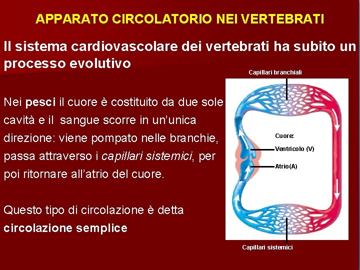 APPARATO CIRCOLATORIO NEI VERTEBRATI Il sistema cardiovascolare dei vertebrati ha subito un processo evolutivo