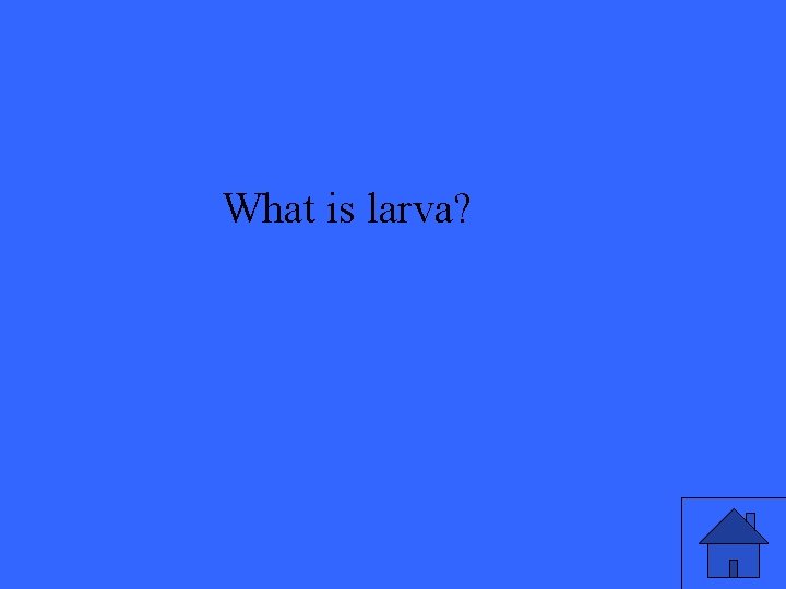 What is larva? 