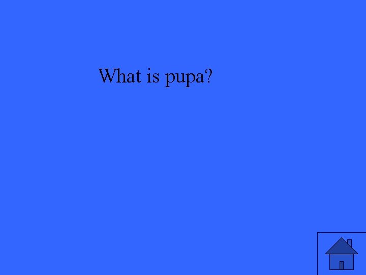 What is pupa? 
