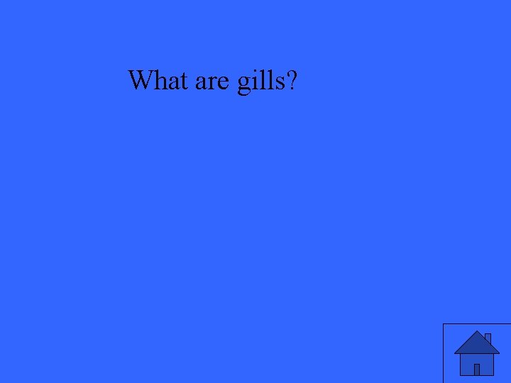 What are gills? 