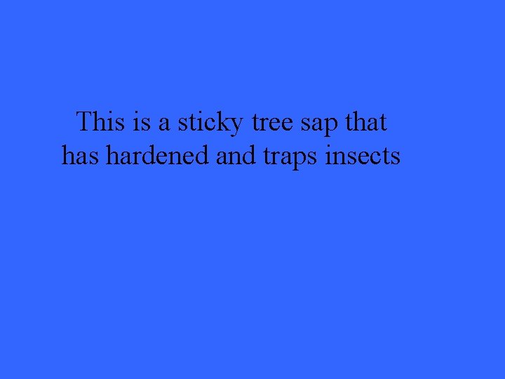 This is a sticky tree sap that has hardened and traps insects 