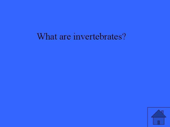 What are invertebrates? 