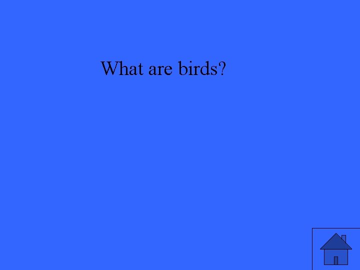 What are birds? 