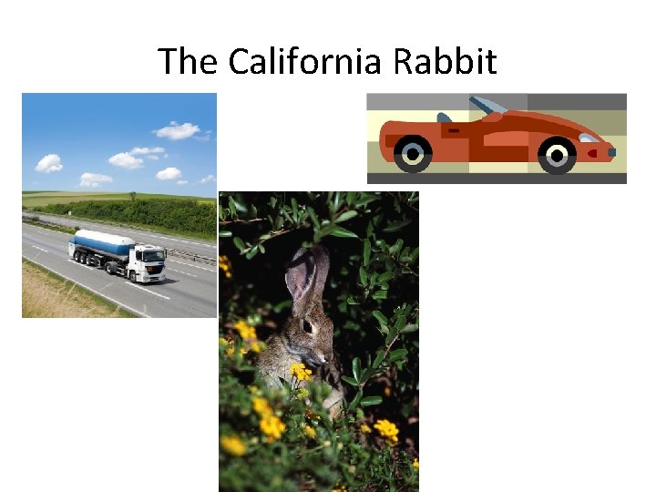 The California Rabbit 