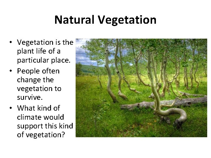 Natural Vegetation • Vegetation is the plant life of a particular place. • People