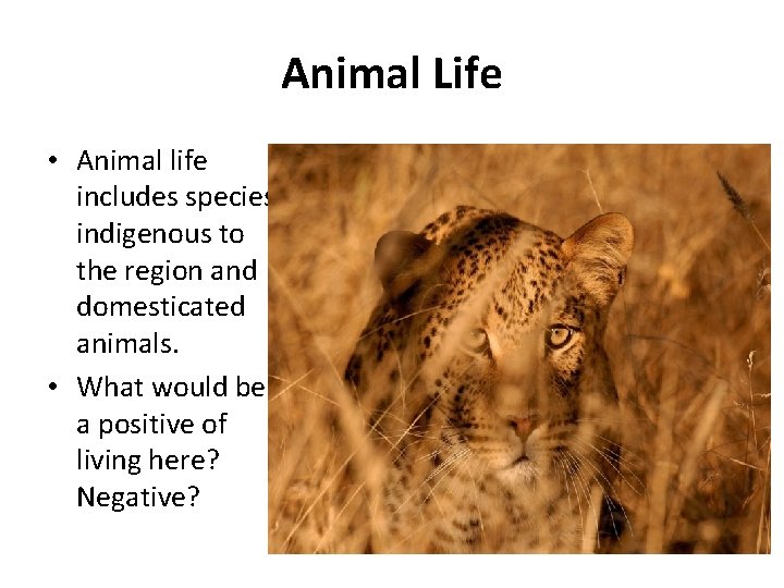 Animal Life • Animal life includes species indigenous to the region and domesticated animals.