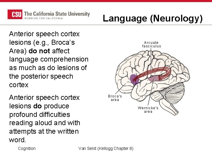 Language (Neurology) Anterior speech cortex lesions (e. g. , Broca’s Area) do not affect Language (Neurology) Anterior speech cortex lesions (e. g. , Broca’s Area) do not affect