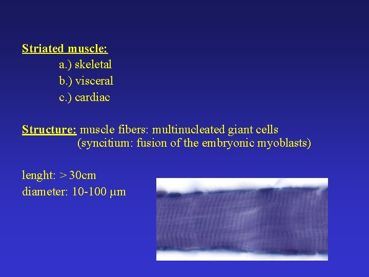 Striated muscle: a. ) skeletal b. ) visceral c. ) cardiac Structure: muscle fibers: