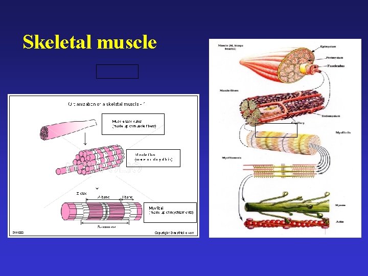 Skeletal muscle 