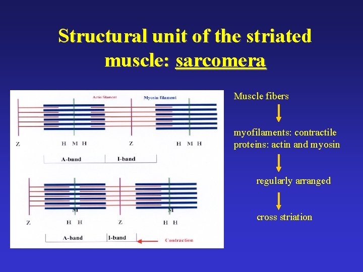 Structural unit of the striated muscle: sarcomera Muscle fibers myofilaments: contractile proteins: actin and