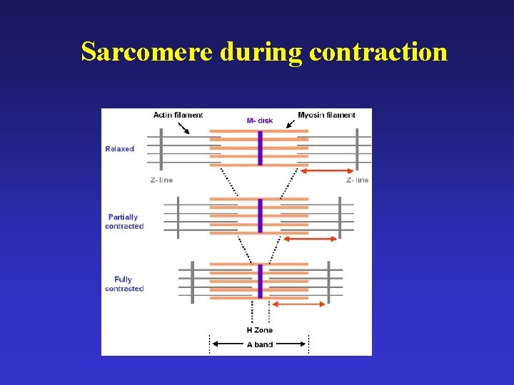 Sarcomere during contraction 