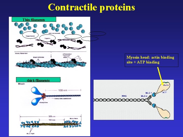 Contractile proteins Thin filaments Myosin head: actin binding site + ATP binding thick filaments