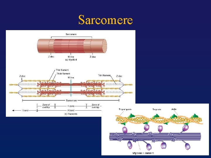 Sarcomere 