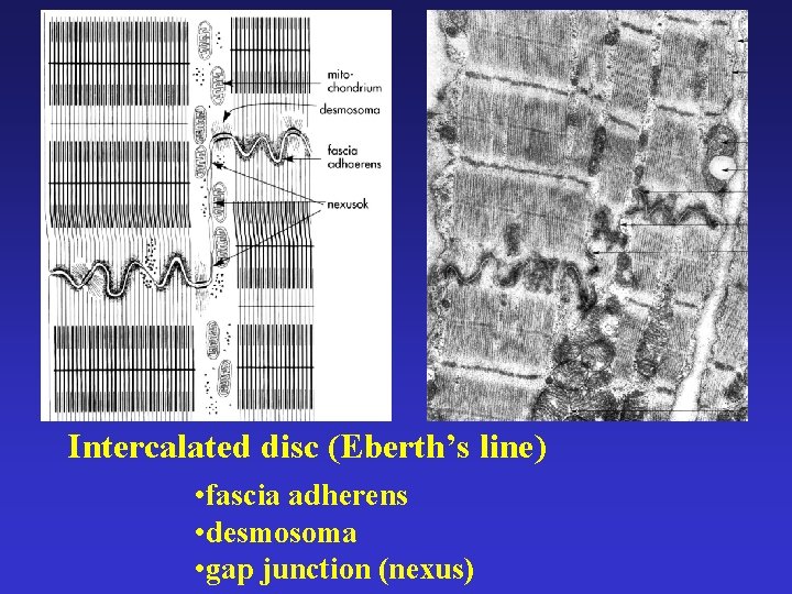 Intercalated disc (Eberth’s line) • fascia adherens • desmosoma • gap junction (nexus) 