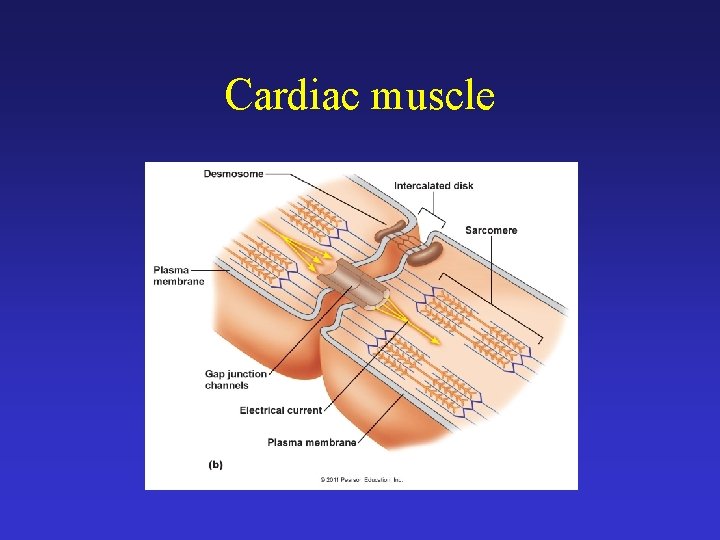 Cardiac muscle 