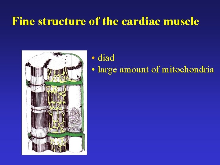 Fine structure of the cardiac muscle • diad • large amount of mitochondria 