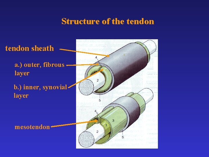 Structure of the tendon sheath a. ) outer, fibrous layer b. ) inner, synovial