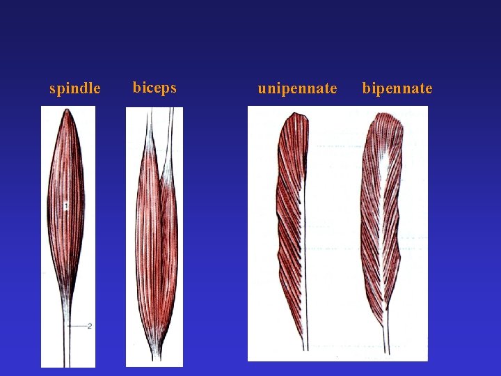 spindle biceps unipennate bipennate 