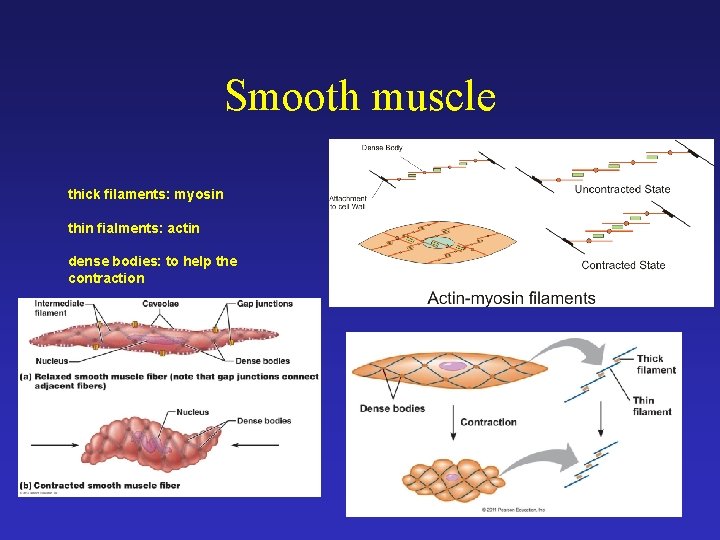 Smooth muscle thick filaments: myosin thin fialments: actin dense bodies: to help the contraction