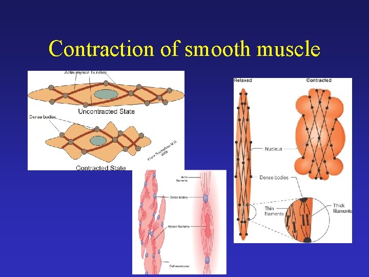 Contraction of smooth muscle 