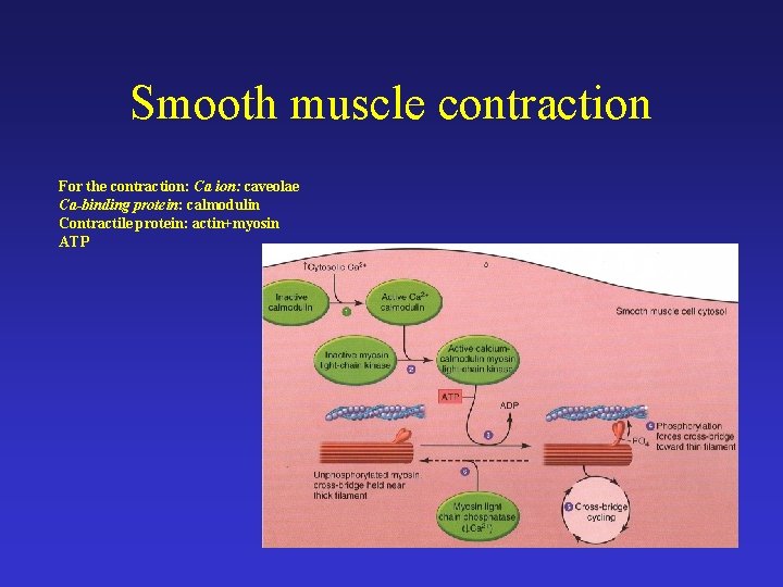 Smooth muscle contraction For the contraction: Ca ion: caveolae Ca-binding protein: calmodulin Contractile protein: