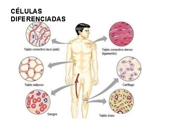 CÉLULAS DIFERENCIADAS 