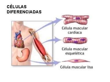 CÉLULAS DIFERENCIADAS 