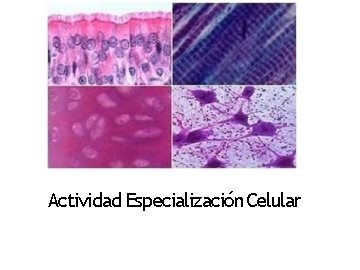 Actividad Especialización Celular 