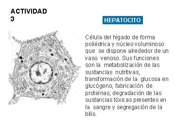 ACTIVIDAD 3 HEPATOCITO Célula del hígado de forma poliédrica y núcleo voluminoso que se