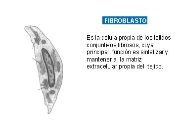 FIBROBLASTO Es la célula propia de los tejidos conjuntivos fibrosos, cuya principal función es