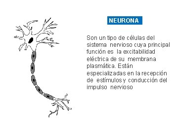 NEURONA Son un tipo de células del sistema nervioso cuya principal función es la