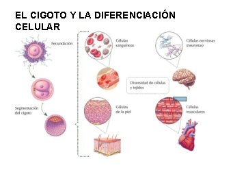 EL CIGOTO Y LA DIFERENCIACIÓN CELULAR 