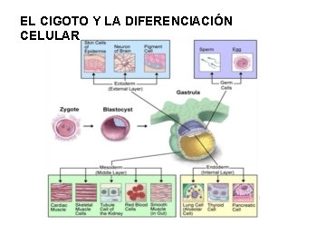 EL CIGOTO Y LA DIFERENCIACIÓN CELULAR 