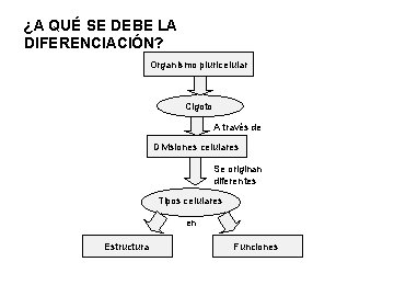 ¿A QUÉ SE DEBE LA DIFERENCIACIÓN? Organismo pluricelular Cigoto A través de Divisiones celulares